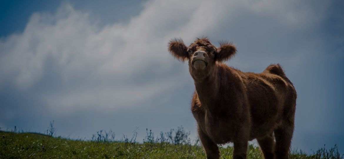 Kirvennie_HP_Slider1