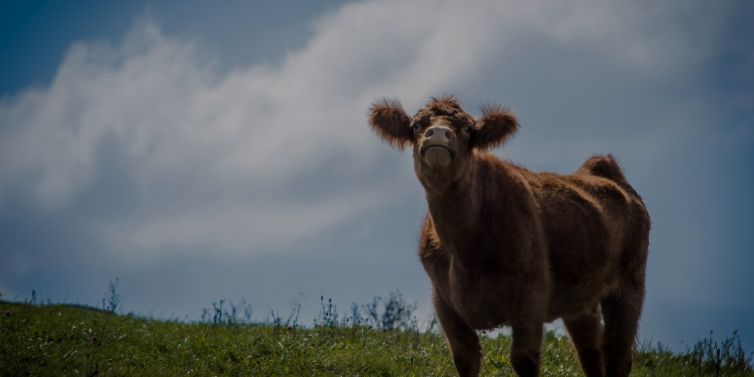 Kirvennie_HP_Slider1